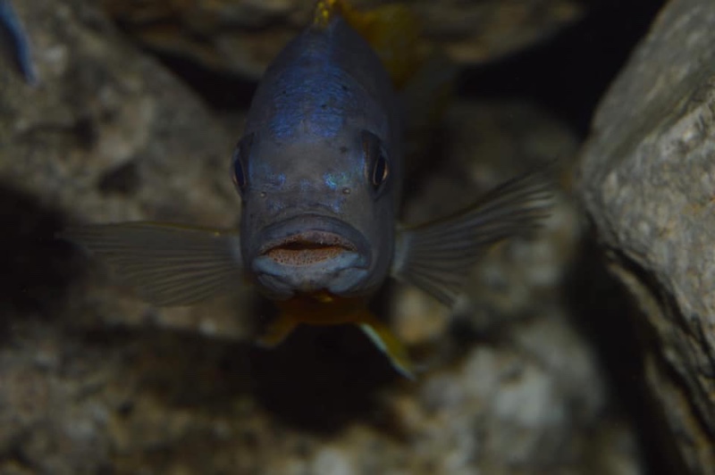 Petrotilapia sp. 'chitimba' Chitimba Bay